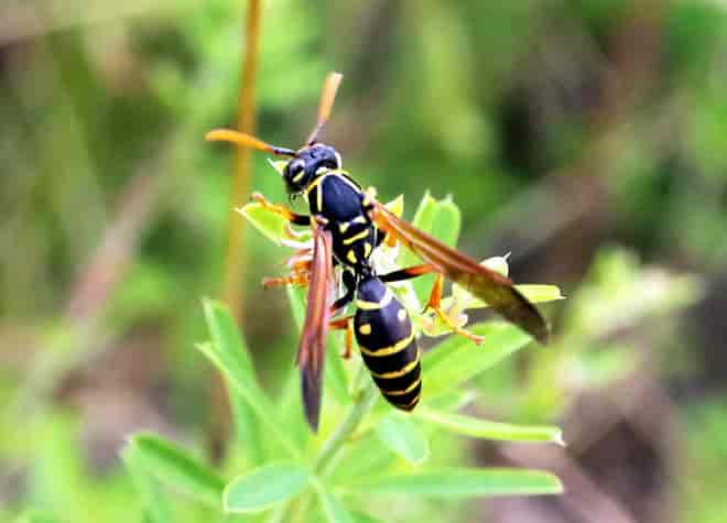 昆虫図鑑・フタモンアシナガバチ